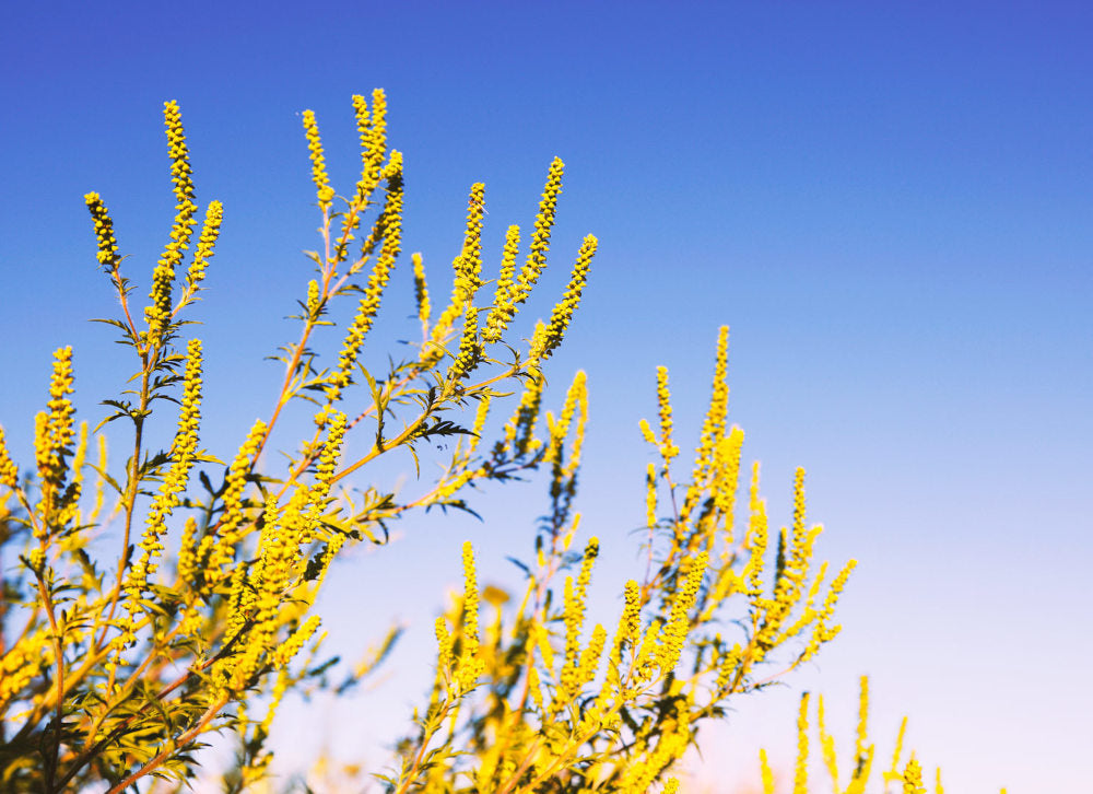 Ragweed and Skin: Protecting Against Irritation and Allergies