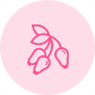 Rosa Canina (Rosehip) Oil